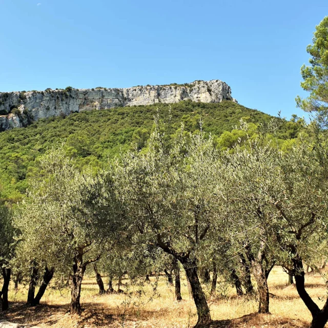 Oliveraie devant une montagne