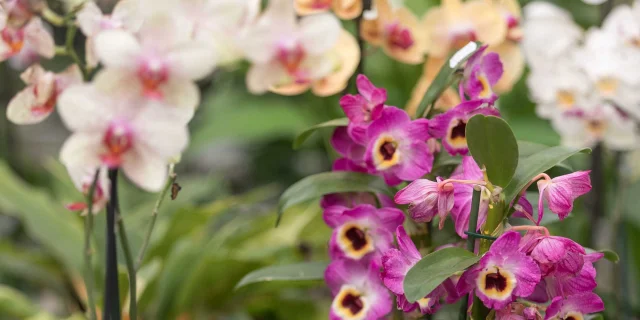 Gros plan sur des orchidées cultivées par les Orchidées Vacherot