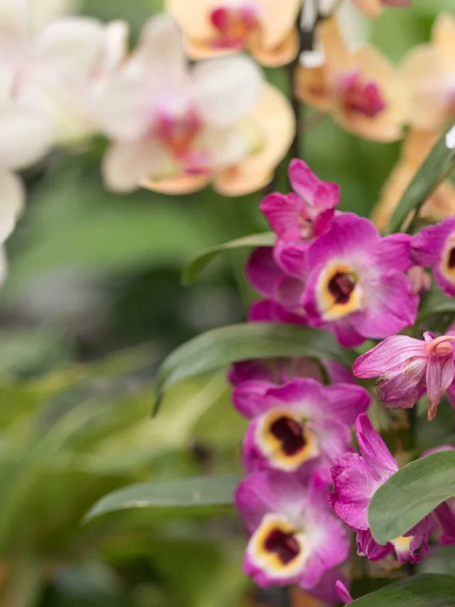 Nahaufnahme von Orchideen, die von Orchidées Vacherot gezüchtet werden.