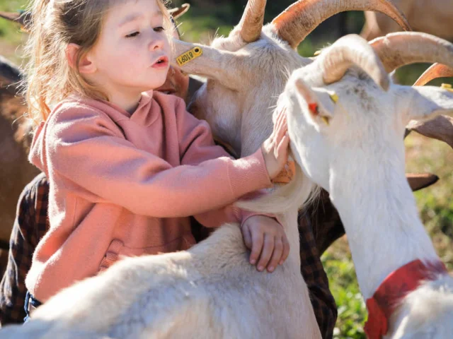 Petite Fille caressant des chèvres à la ferme