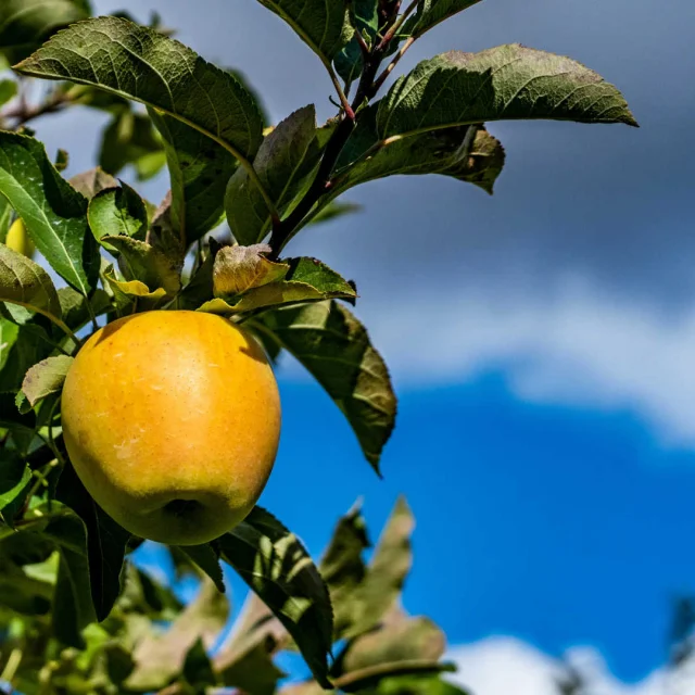 Pomme sur une branche