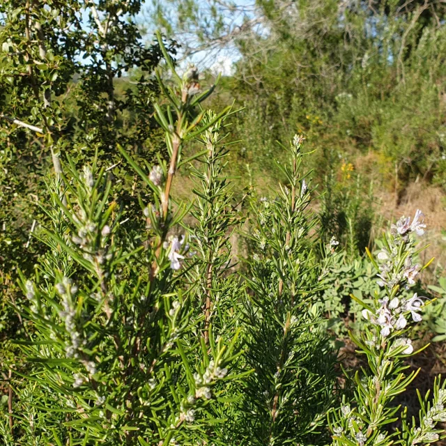 Romarin en fleurs dans le parc départemental de Pichauris