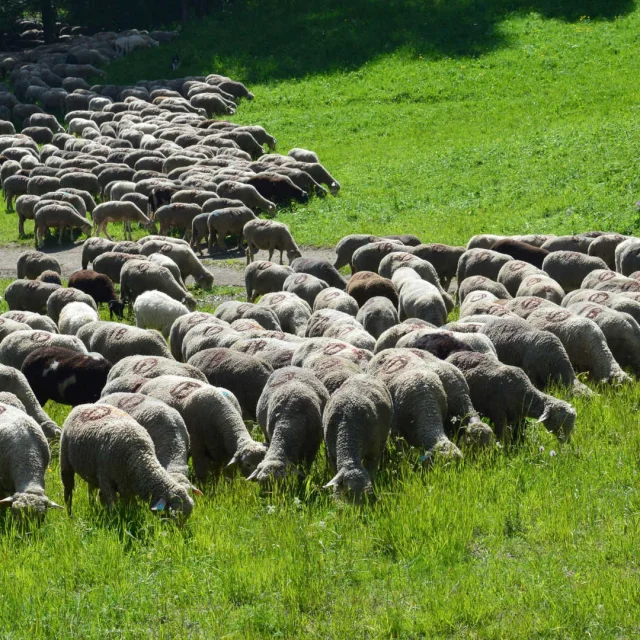 Troupeau de brebis dans un champ