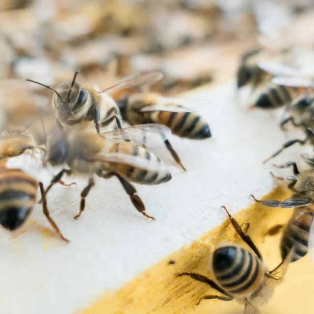 Gros plan sur des abeilles dans une ruche