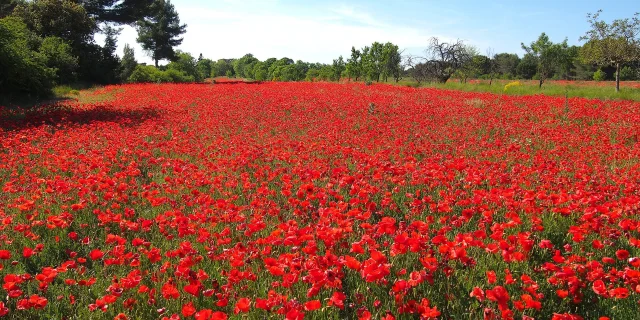 Coquelicots Provence