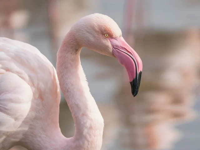 Flamant Rose