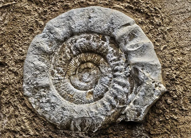 Fossile d'ammonite