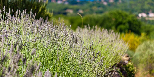 Lavande en Provence