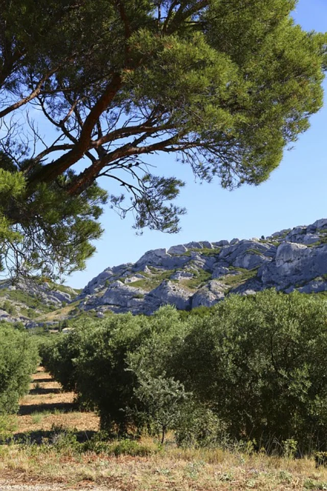 Paysage des Alpilles