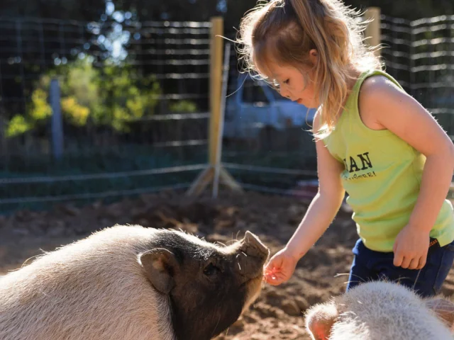 Petite fille avec un cochon à la ferme en été