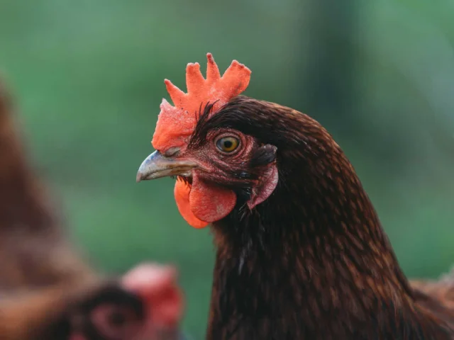 Gros plan sur une poule à la ferme