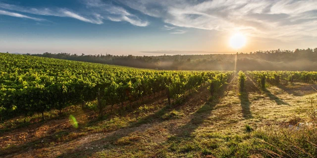 Vignes Provence