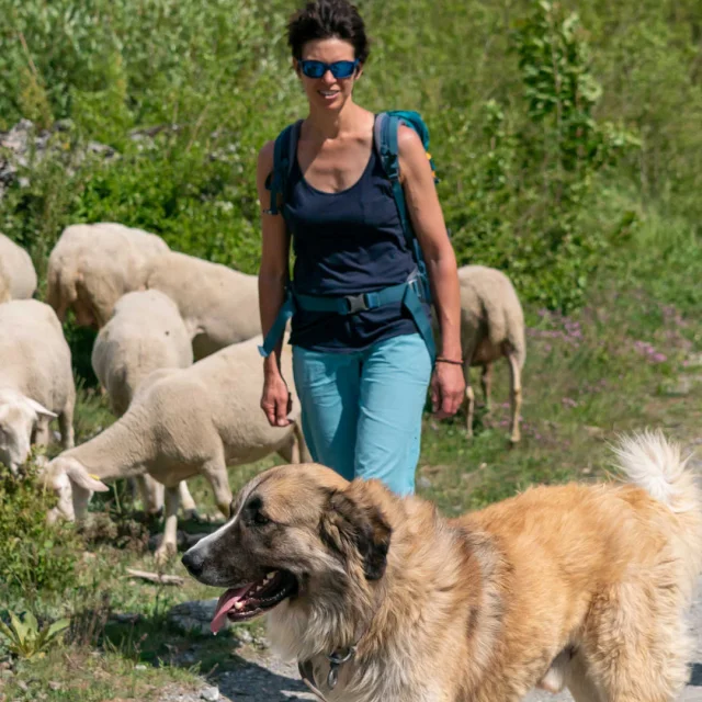 Randonneurs rencontrent un troupeau de brebis et un chien de berger