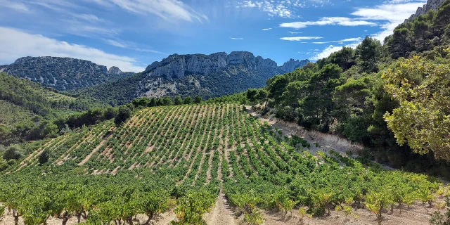 Dentelles Montmirail