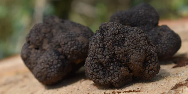 Truffes