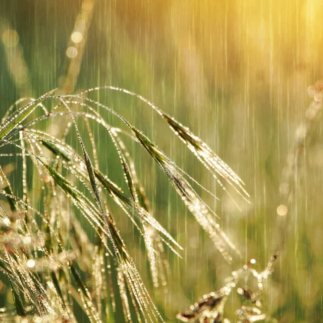 Brins d'herbe sous la pluie et le soleil