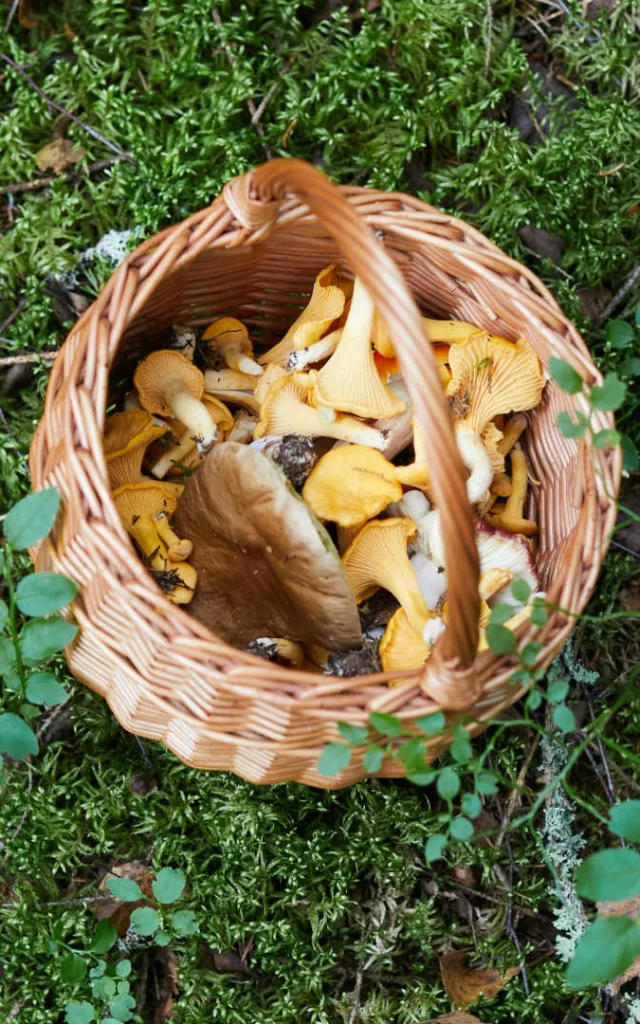 Mushroom-picking basket on the grass in the forest
