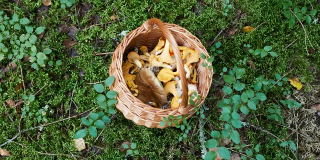 Panier cueillette de champignons posé sur l'herbe en forêt