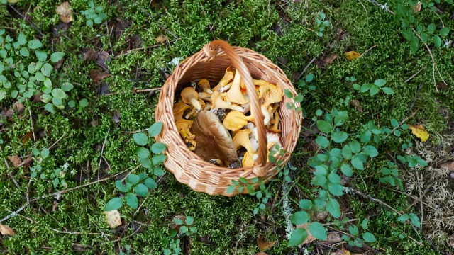 Panier cueillette de champignons posé sur l'herbe en forêt