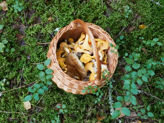 Panier cueillette de champignons posé sur l'herbe en forêt