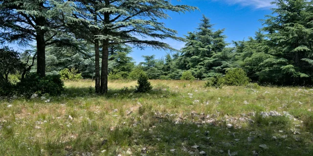 Foret des Cèdres du Luberon - Bonnieux