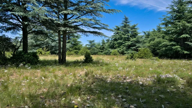 Foret des Cèdres du Luberon - Bonnieux