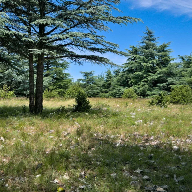 Foret des Cèdres du Luberon - Bonnieux