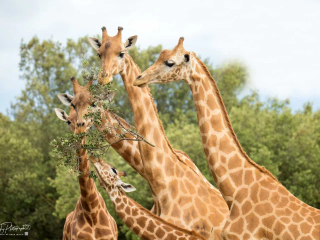 Girafe Parc Animalier La Barben Salon De Provence