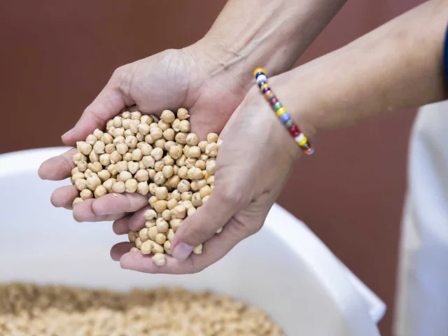 Une poignée de pois chiche de Provence