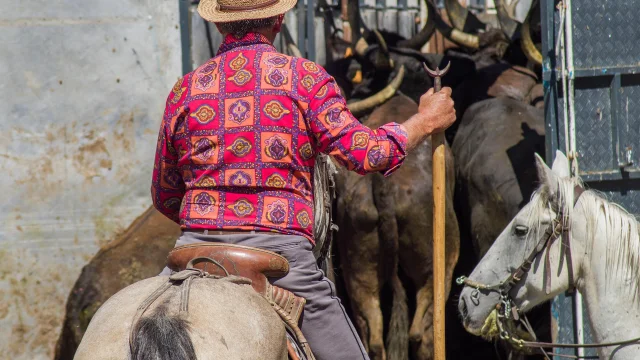 Gardian dans une manade en Camargue