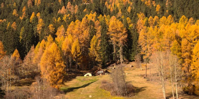 Montagne en automne (illustration)