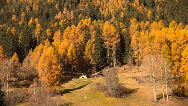 Montagne en automne (illustration)