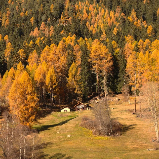 Montagne en automne (illustration)