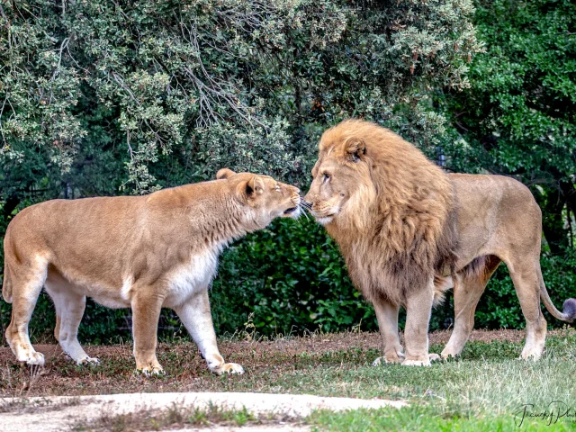 Paysage Lions Parc Animalier De La Barben Salon De Provence