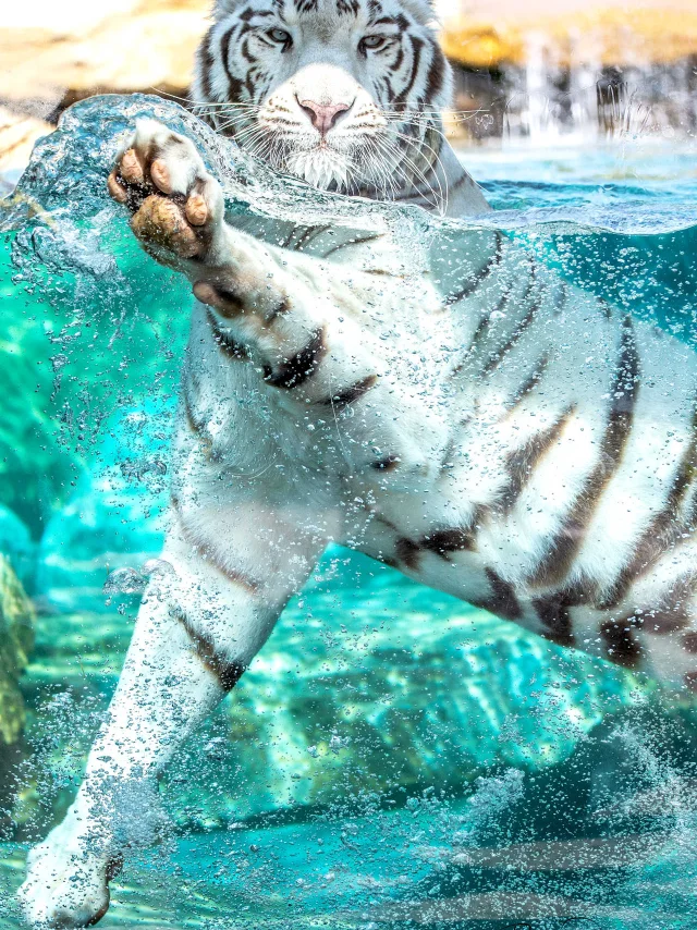 Portrait Tigre Pparc Animalier De La Barben Salon De Provence