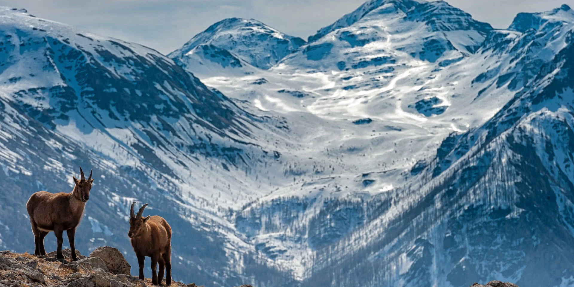 Steinböcke und schneebedeckte Gipfel im Hintergrund