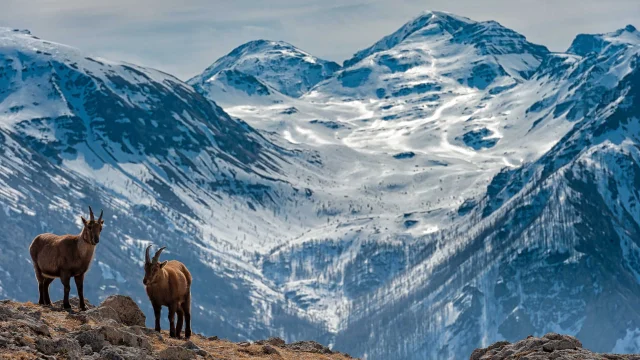 Ibexes and the snow-capped peaks of the Southern Alps in the background
