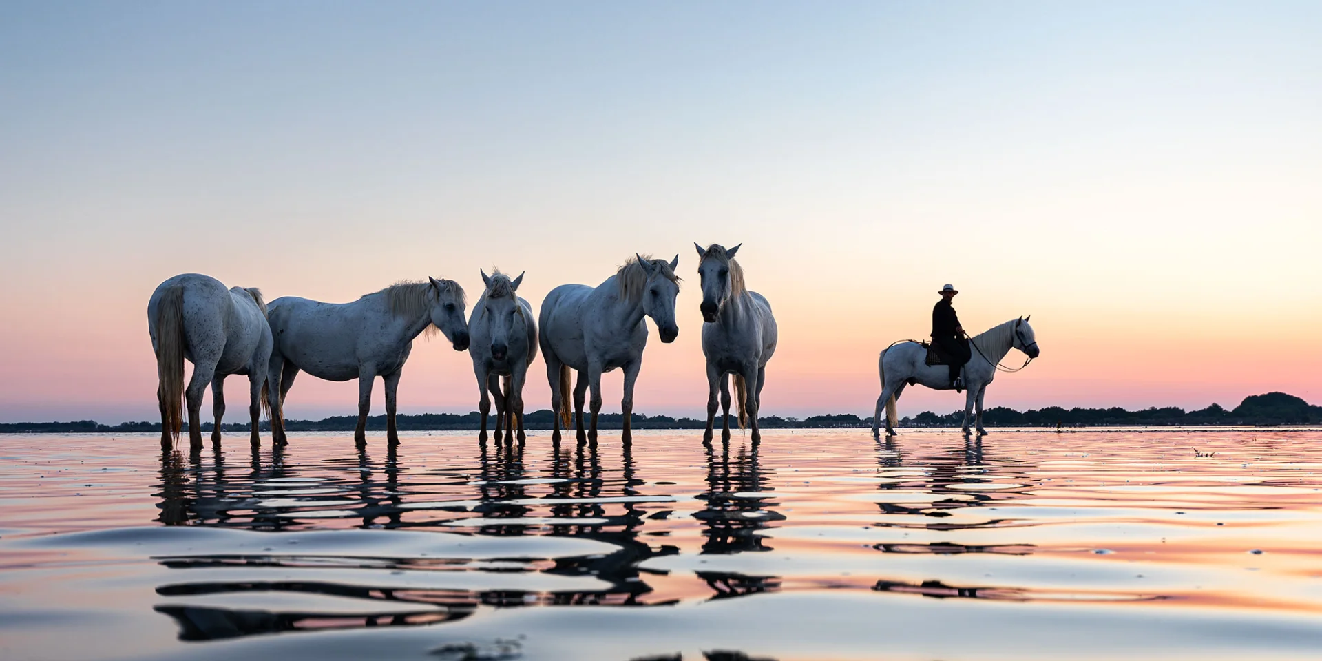 Chevaux de Camargue au coucher du soleil