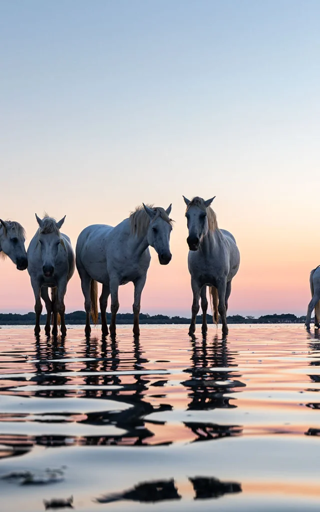 Arles Camargue Provence