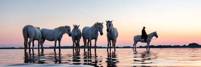Chevaux de Camargue au coucher du soleil