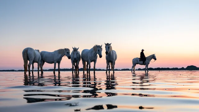 Arles Camargue Provence