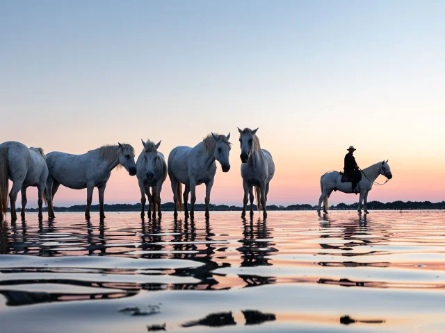 Arles Camargue Provence