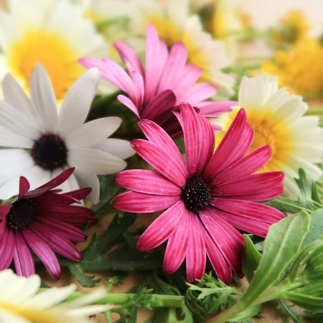 Fleurs fraiches pour composition florale