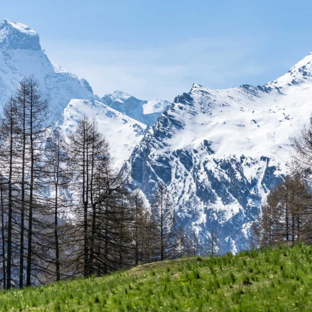 Panorama of snow-capped mountains, larch trees and lush green meadows in the Queyras Nature Park