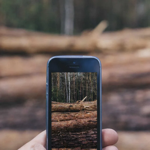A smartphone takes a photo in the forest