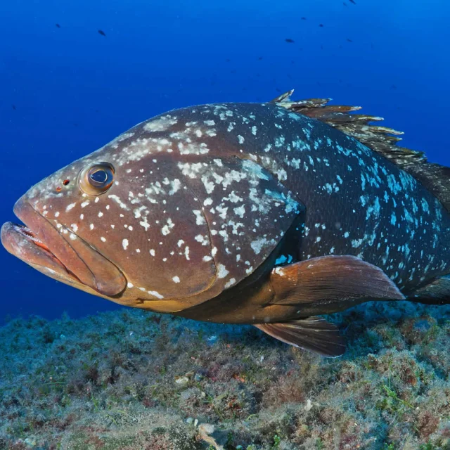 Gros mérou brun dans les fonds rocheux