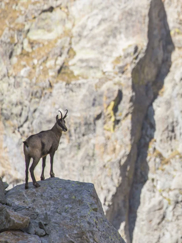 Un chamois en observation devant les roches blanches du Mercantour