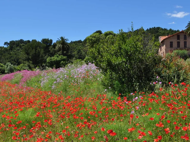 La nature fleurie du Domaine de Fabrégas