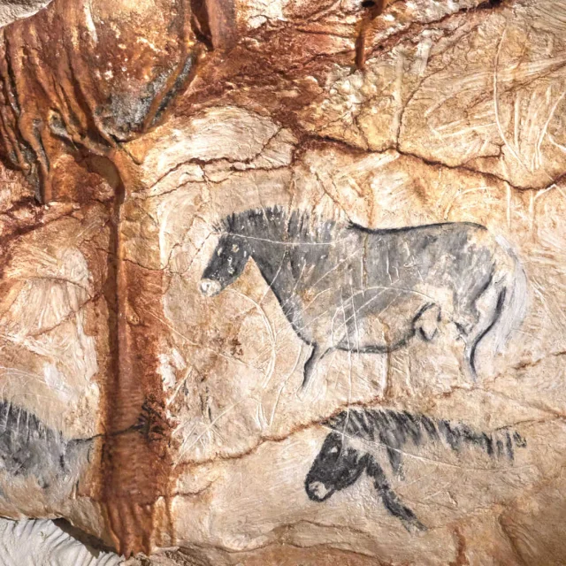 Gravures d'animaux sur la roche de la grotte Cosquer Méditerranée