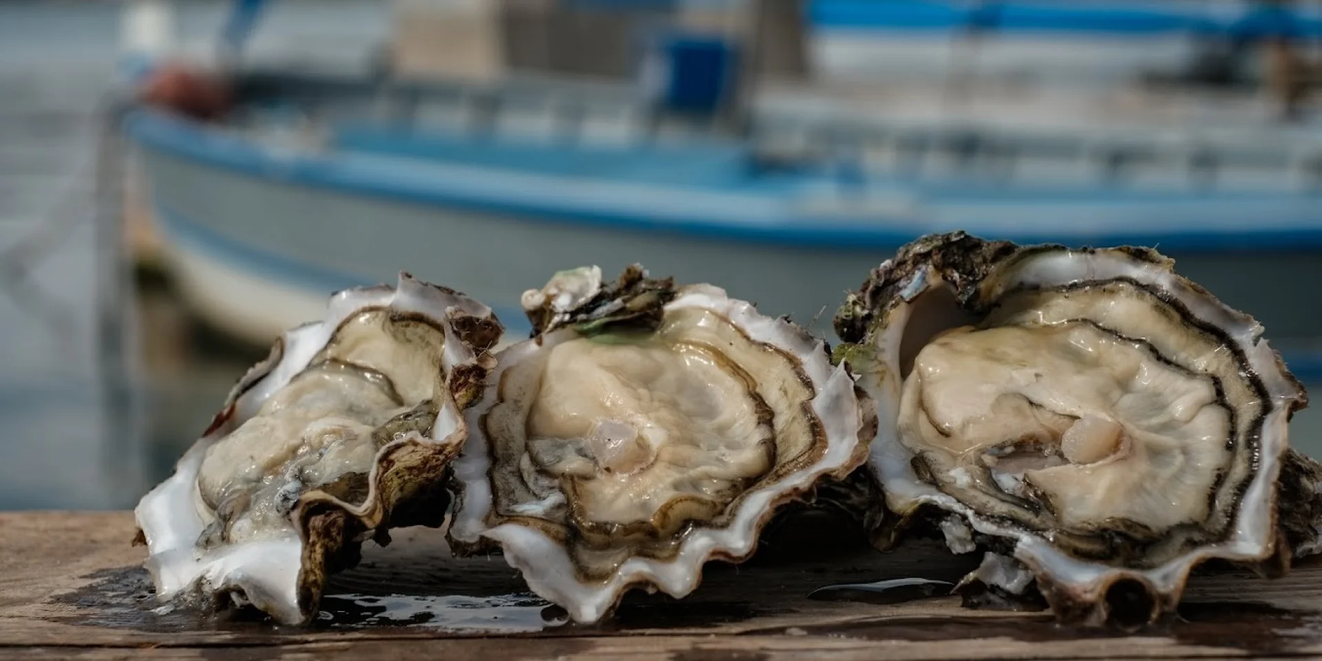 Gros plan sur les huîtres de la baie du Lazaret et bateaux en arrière-plan
